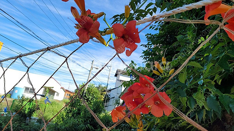 해태방 고라니망 노루망 식물유도망 40M ㅡ2M 2개 33000원 무료배송--0