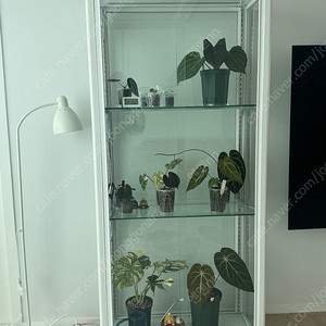 로렌스 식물 온실장 판매 (식물등,쿨링팬 포함)