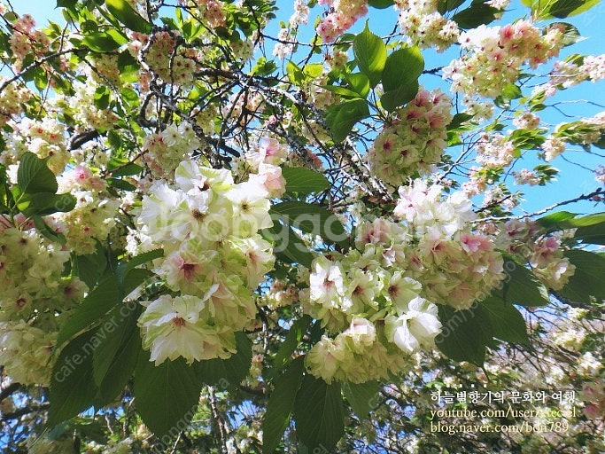 청벚꽃--0