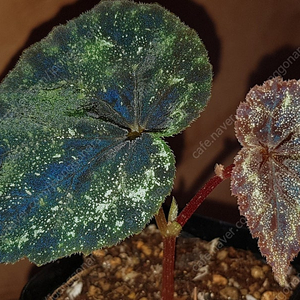 베고니아 curtisii dot