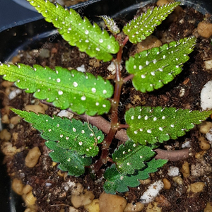 베고니아/프테리디포미스 (pteridiformis)