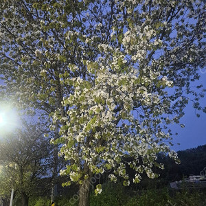 갤럭시 워치7 44mm 삽니다 (실버)
