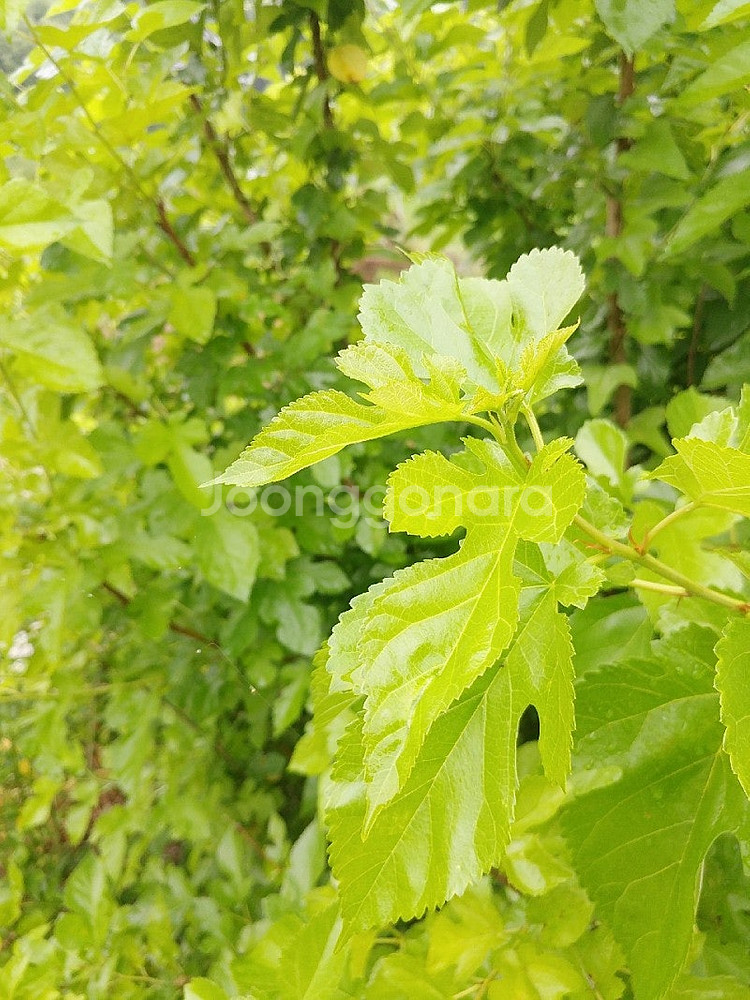 뽕잎,칡잎,모스,소일,이끼청소기,유목,냉각코일,ph모니...--0