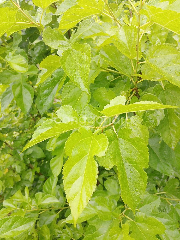 뽕잎,칡잎,모스,소일,이끼청소기,유목,냉각코일,ph모니...--3