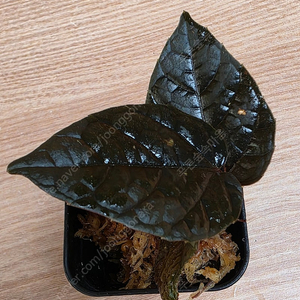 파이퍼 블랙 메탈릭