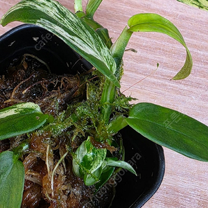 라피도포라 베카리 바리게이타 Beccarii variegata (안스리움 ×)