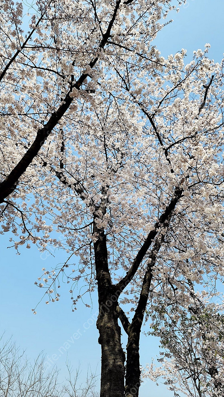 캐논 70-200mm F4 형아 백통 렌즈 구합니다--0