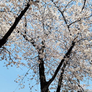캐논 70-200mm F4 형아 백통 렌즈 구합니다