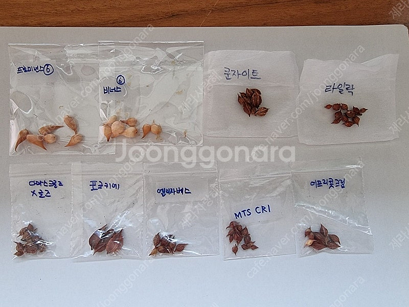 사랑초 9종(택배비 포함)--0