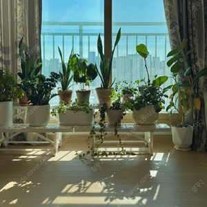 🪴화분 받침대, 화분 진열대, 화분 선반, 이중선반 화이트🪴