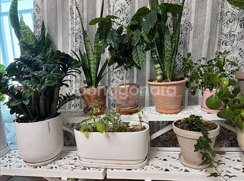 🪴화분 받침대, 화분 진열대, 화분 선반, 이중선반 화...--2
