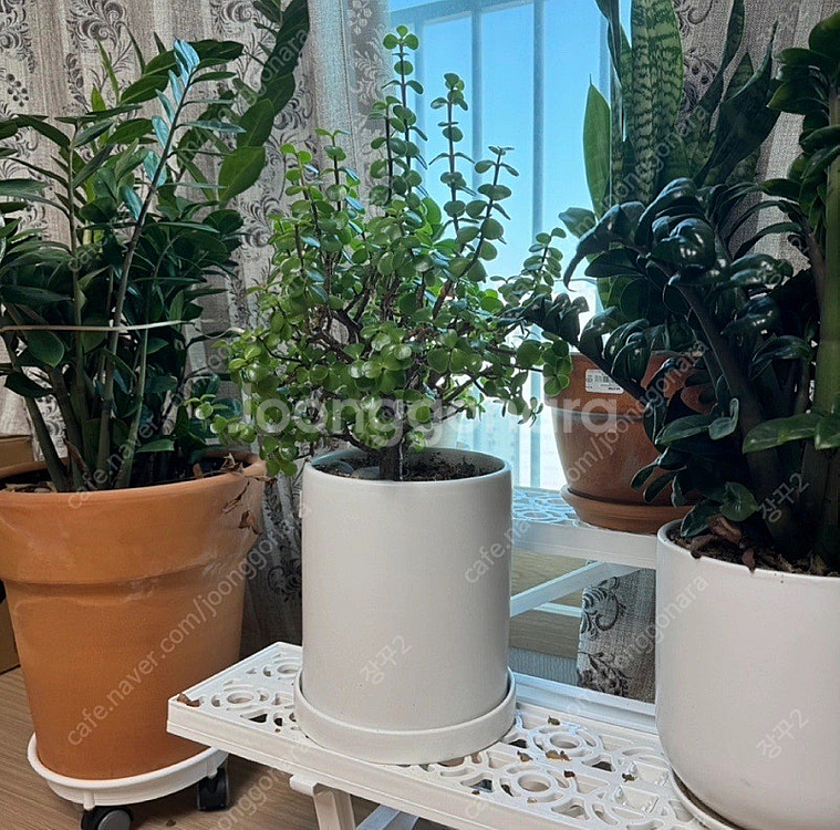 🪴화분 받침대, 화분 진열대, 화분 선반, 이중선반 화...--3
