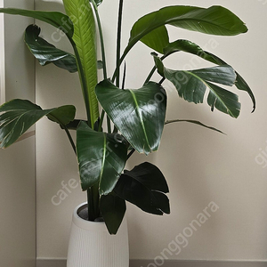 여인초 150cm