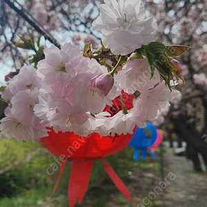 대명 변산 청송 단양 천안 소노벨 영덕파나크 켄싱턴 경주 리조트 5월3.4.5일 6월6.7.8일