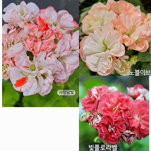 제라늄 3종(사랑달빛, 빛플로라벨, 노블이브)