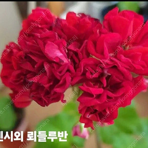 제라늄 오덴시외뢰들루반