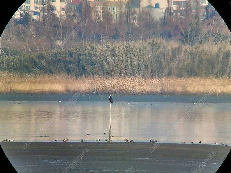 PHONESKOPE 필드스코프 디지스코핑 어포컬 어댑터 이미지