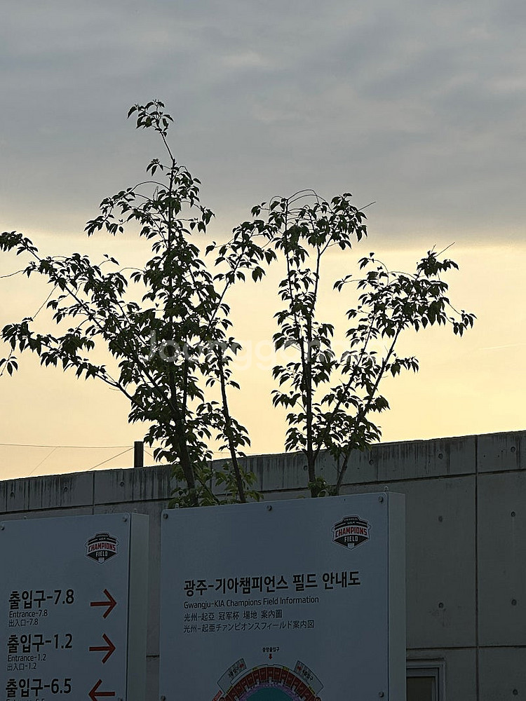 5월2일 기아타이거즈경기 티켓 3장 구해요--0