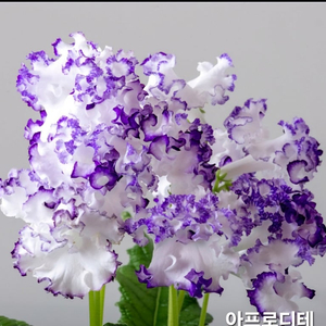 아프로디테 영원 1290 사랑하는소녀 지나 발로르 스트렙토카르푸스 6종 일괄분양 합니다
