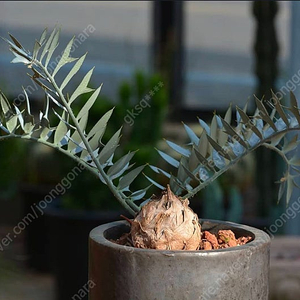 호리더스 소철 씨앗 10개 Encephalartos horridus