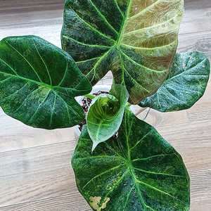 알로카시아 레갈쉴즈 자구달린 모주