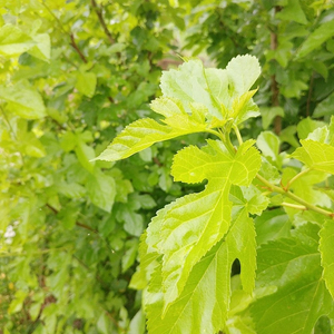 [가격할인]뽕잎,칡잎,먹이,누니큐조명,활착모스,유목등 어항 물생활 용품 저렴히 분양합니다