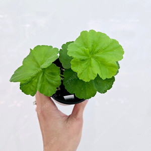 동주 제라늄