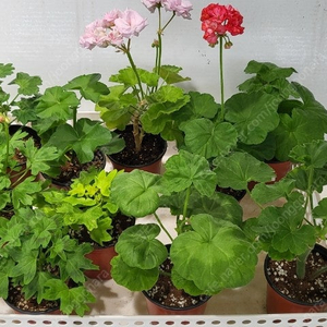 제라늄 개당5천원 연휴까지만 ️