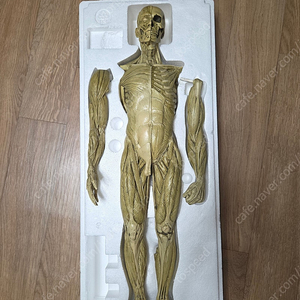 아나토미 남자 해부학 피규어 v1.2 anatomytools