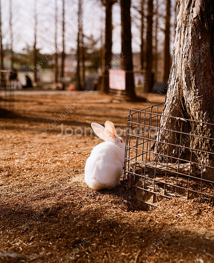 펜탁스67II+105mm 팔아요(BB-61) (가격인하)--4