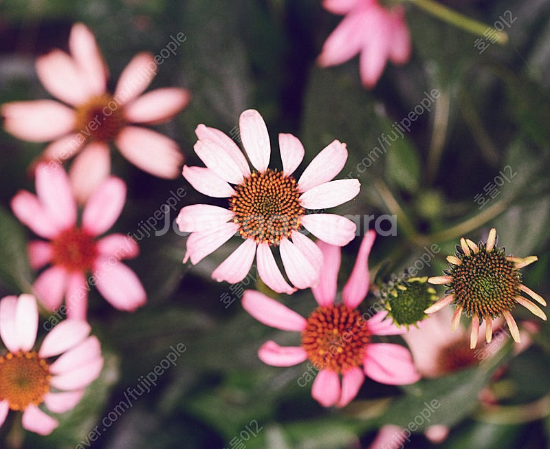 펜탁스67II+105mm 팔아요(BB-61) (가격인하)--5