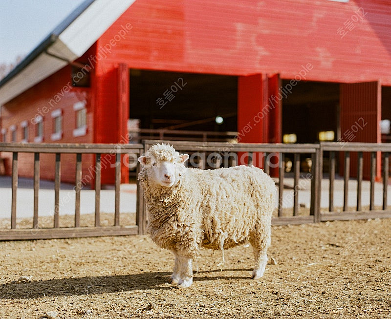 펜탁스67II+105mm 팔아요(BB-61) (가격인하)--7