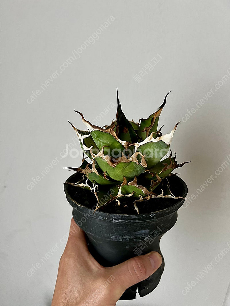 아가베티타노타 하데스 자구--0