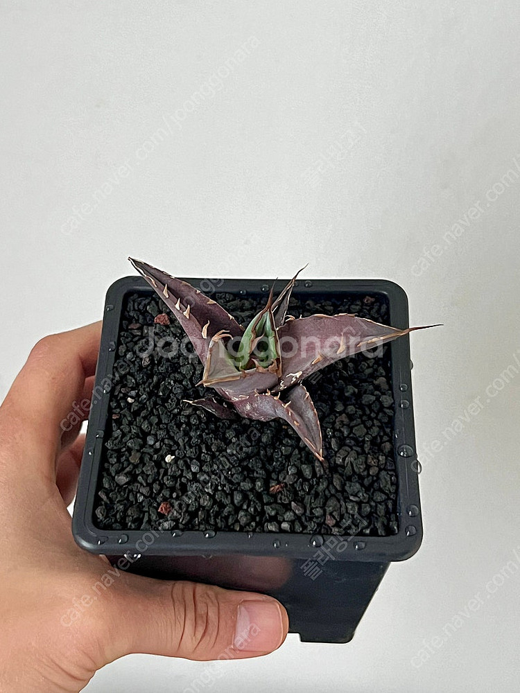 아가베티타노타 하데스 자구--1