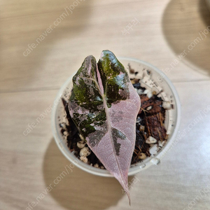알로카시아 아마조니카 바리에가타 자구묘