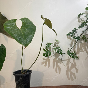 안스리움 데시피엔스 초희귀 대품