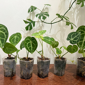 안스리움 클라리네비움