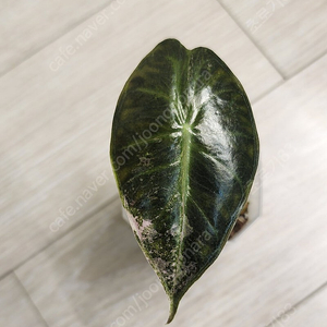 알로카시아 핑크드래곤 실버 바리에가타(핑드바)