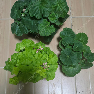 제라늄 3종
