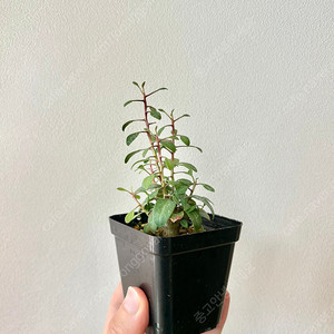 Fouquieria columnaris 컬럼나리스 분양합니다(코덱스, 아프리카 식물)