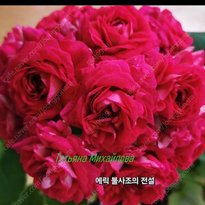 에릭 불사조의 전설.ESS 게이샤 러시아제라늄 포함2종