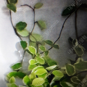 성인용 기저귀(팬티형특대.매직테이프 대형)