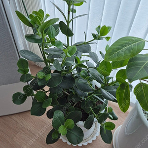 화분 식물 판매합니다.