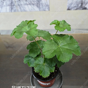 제라늄3종 분양합니다