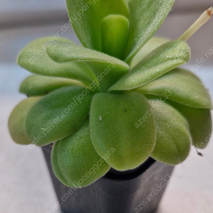 벌레잡이제비꽃 ㅡ마티네지×기간티아