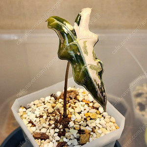 알로카시아 노빌리스 화이트핑크 팔아요