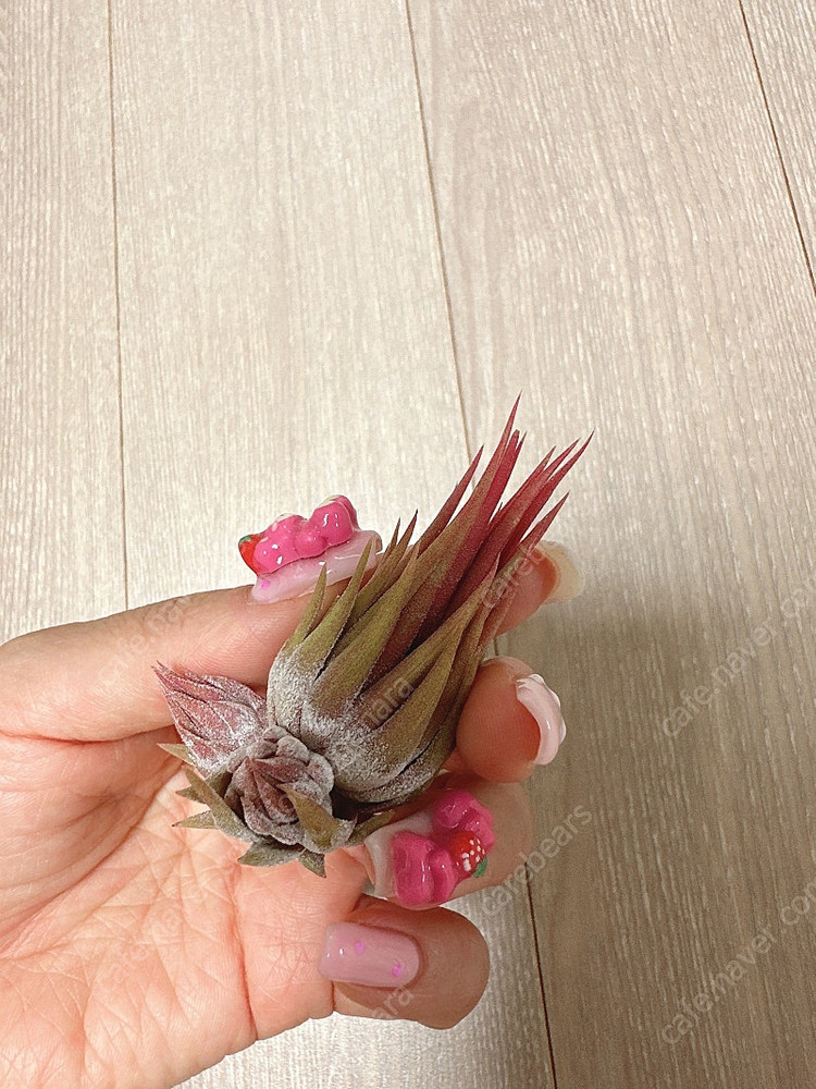 틸란드시아 아프레타도 RFI--0