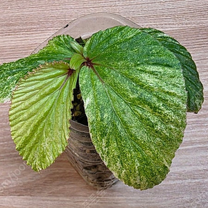 베고니아 바리게이타 핑크 Begonia sp Variegated Pink (안스리움 X) Begonia sp. Variegated Pink