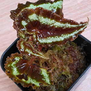 베고니아 커티시