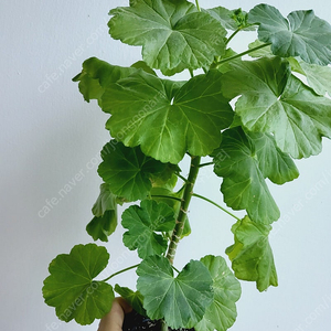 제라늄 플럼램블러 대품 곁줄기 0.5